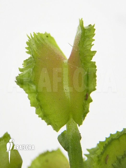 Dionaea muscipula ‚Kinky Wave‘