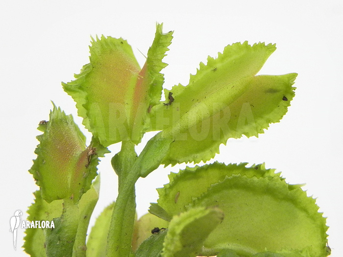 Dionaea muscipula ‚Kinky Wave‘