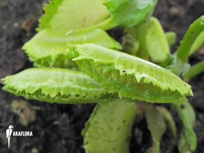 Dionaea muscipula ‚Kinky Wave‘