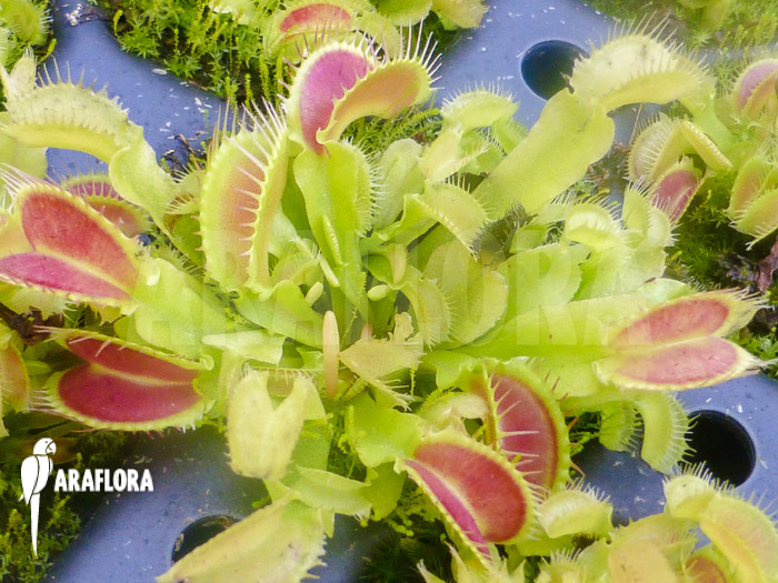 Dionaea muscipula ‚Korrigans‘