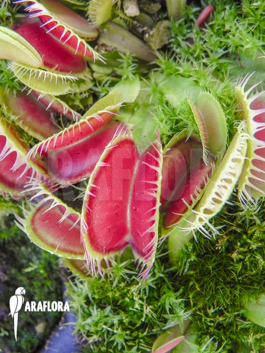 Dionaea muscipula ‚Korrigans‘ Starter