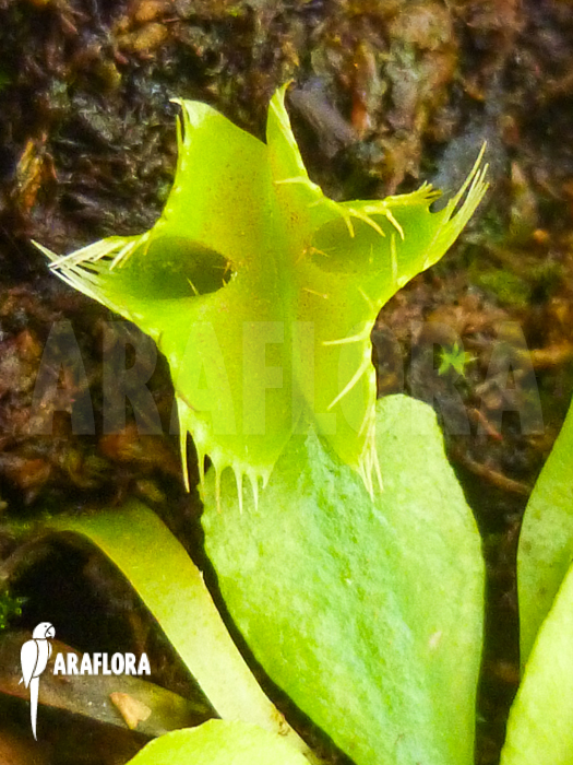 Dionaea muscipula Kubus trap