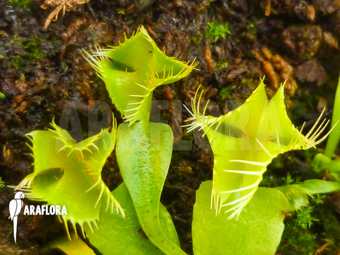 Dionaea muscipula Kubus trap