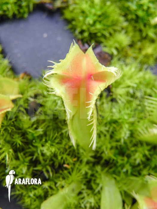 Dionaea muscipula Kubus trap Starter