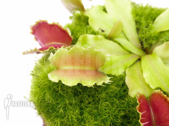 Dionaea muscipula Kuga