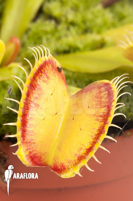 Dionaea muscipula ‚Linda‘