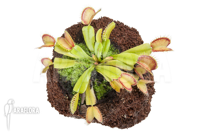 Dionaea muscipula ‚Linda‘