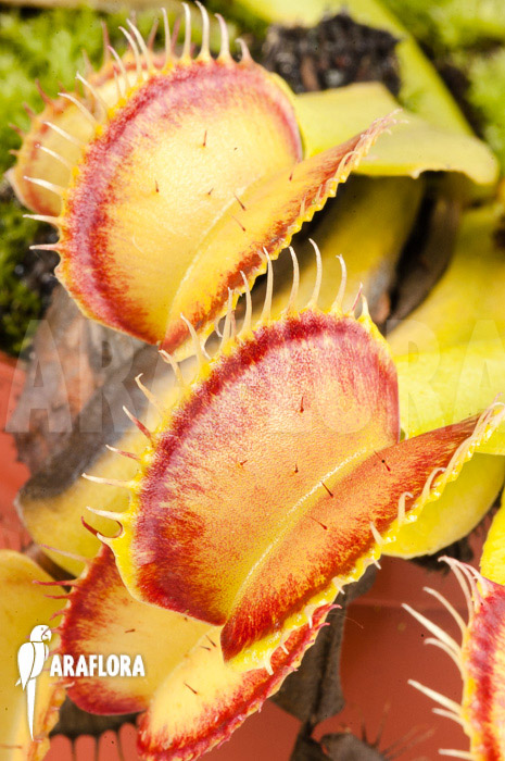 Dionaea muscipula ‚Linda‘