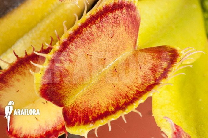 Dionaea muscipula ‚Linda‘