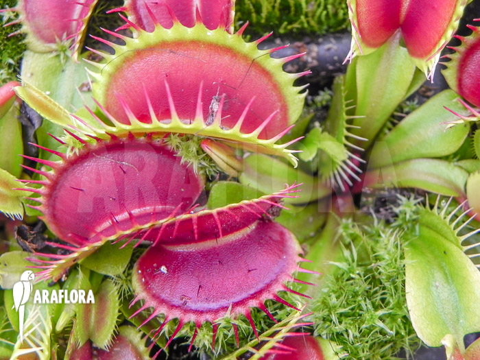 Dionaea muscipula ‚Long petiolate‘