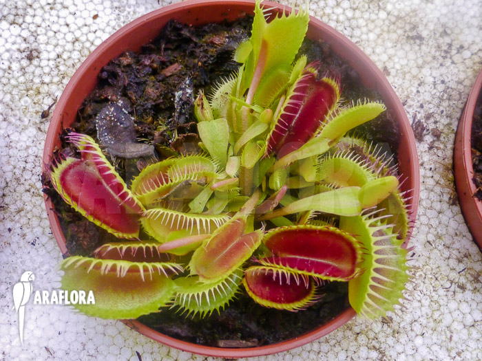 Dionaea muscipula ‚Louchapates‘
