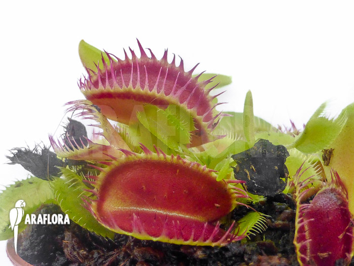 Dionaea muscipula ‚Louchapates‘