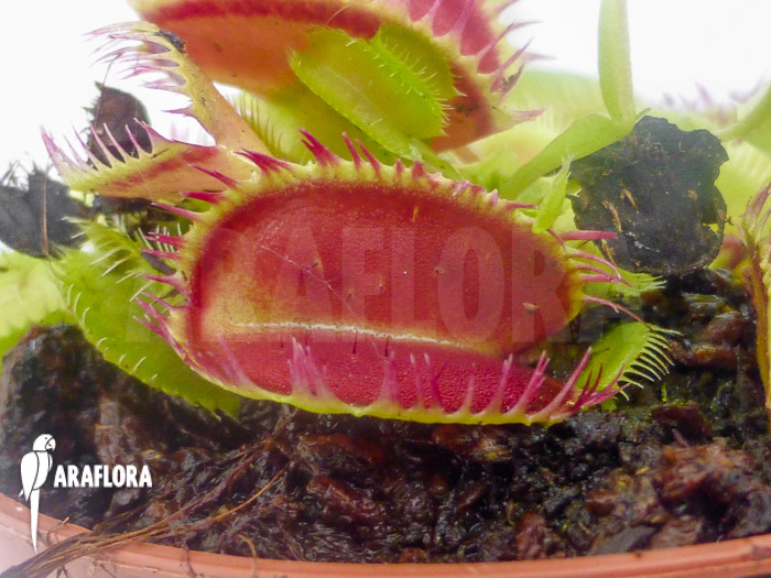 Dionaea muscipula ‚Louchapates‘