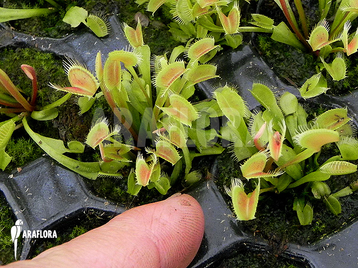 Dionaea muscipula ‚Low giant‘