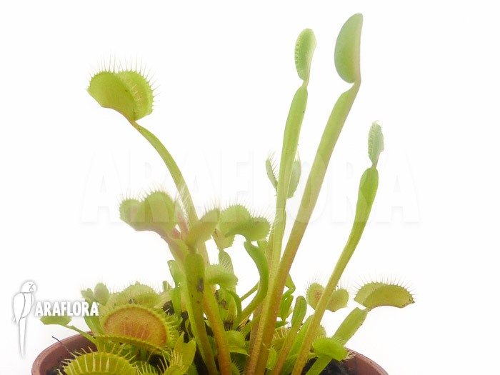 Dionaea muscipula ‚Low giant‘