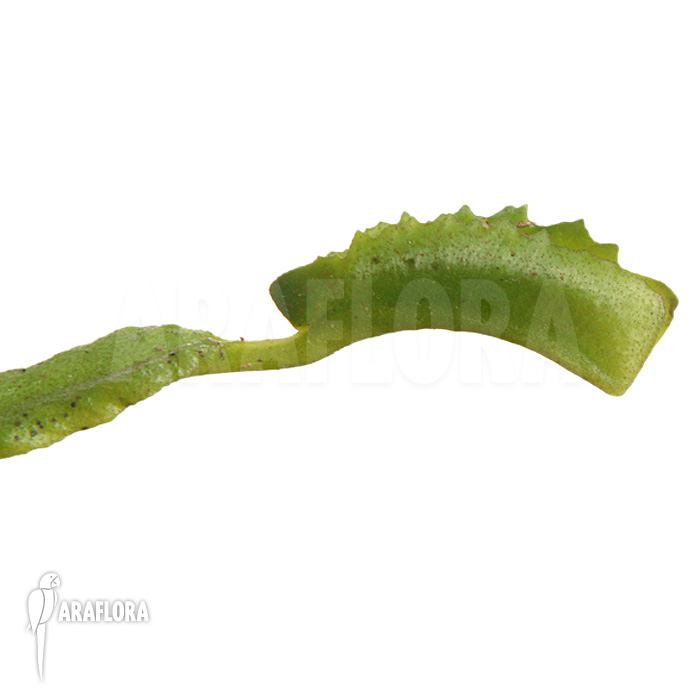 Dionaea muscipula ‚Mars‘