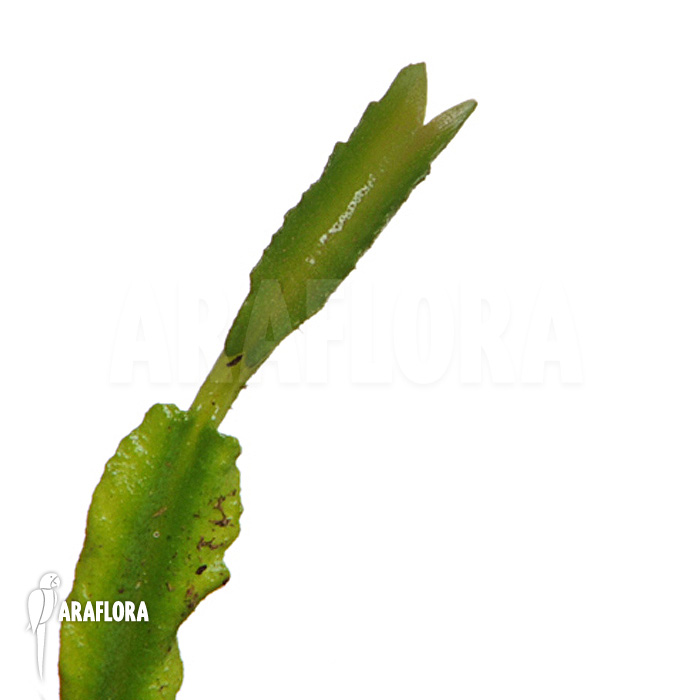 Dionaea muscipula ‚Mars‘