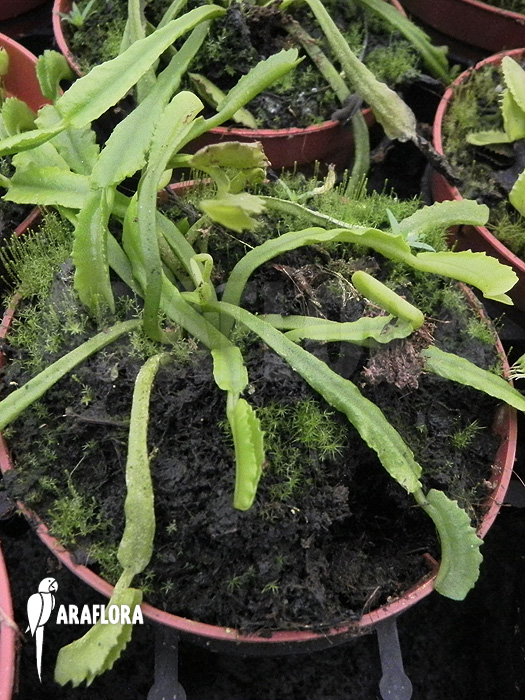 Dionaea muscipula ‚Mars‘