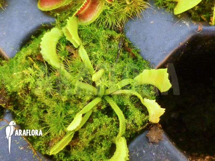Dionaea muscipula ‚Mars‘ ‚Starter‘