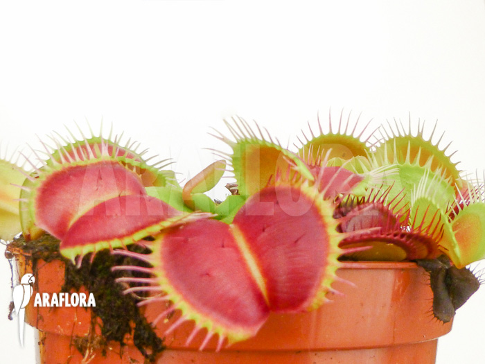 Dionaea muscipula Monkey King