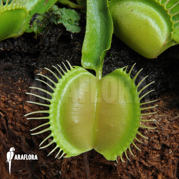 Dionaea muscipula ‚Moon trap‘