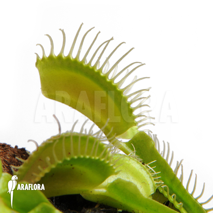 Dionaea muscipula ‚Moon trap‘