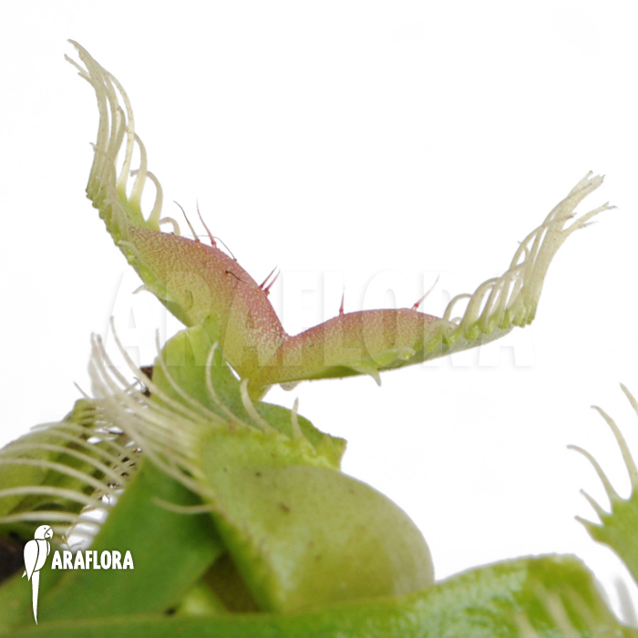 Dionaea muscipula ‚Moon trap‘