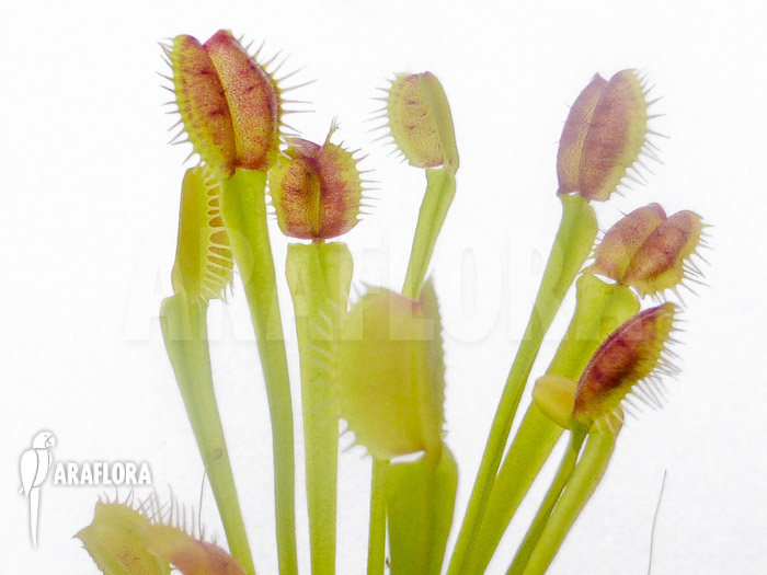 Dionaea muscipula ‚New Monkey‘