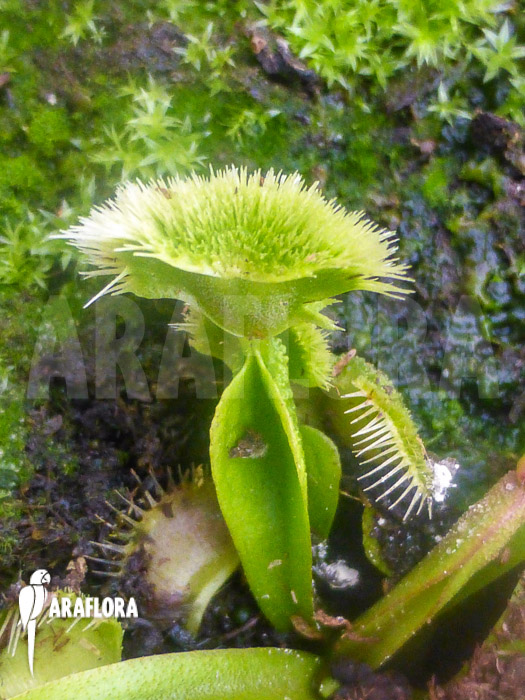Dionaea muscipula ‚New Pom Pom‘