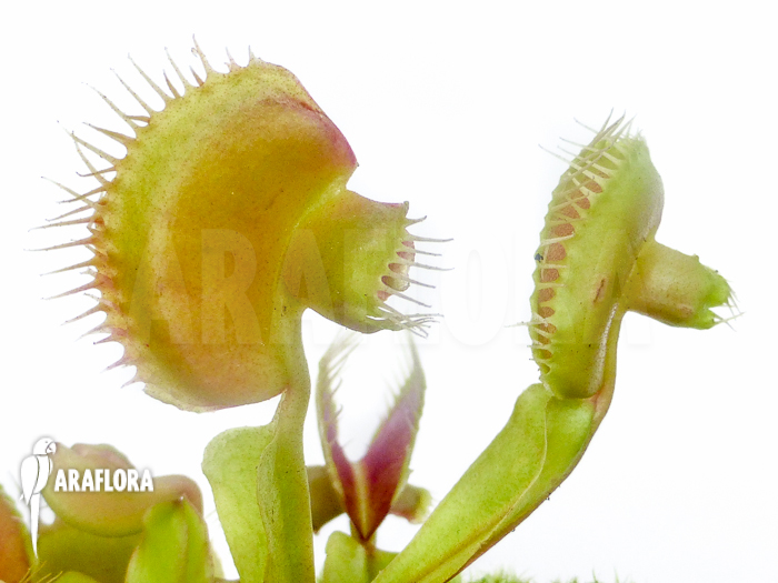 Dionaea muscipula New mirror