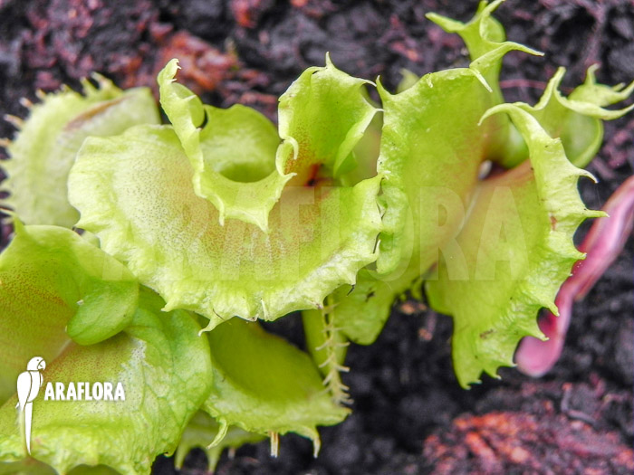 Dionaea muscipula ‚Nicky‘