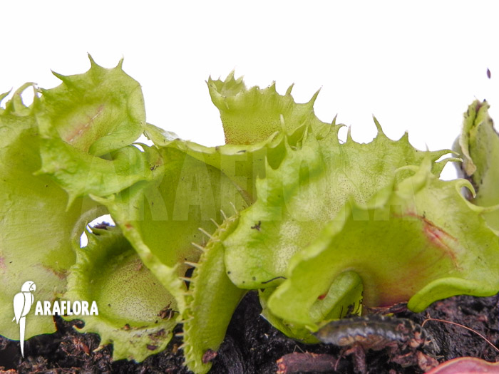 Dionaea muscipula ‚Nicky‘