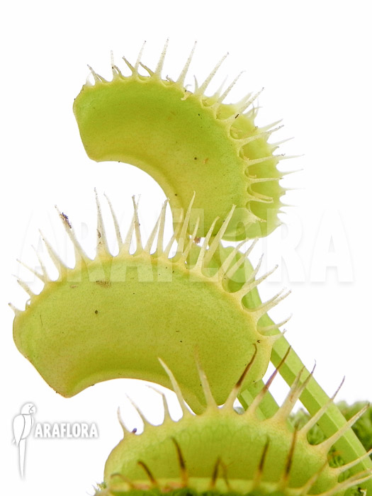 Dionaea muscipula ‚No meat‘