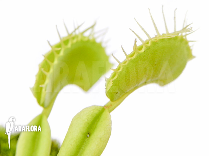 Dionaea muscipula ‚No meat‘