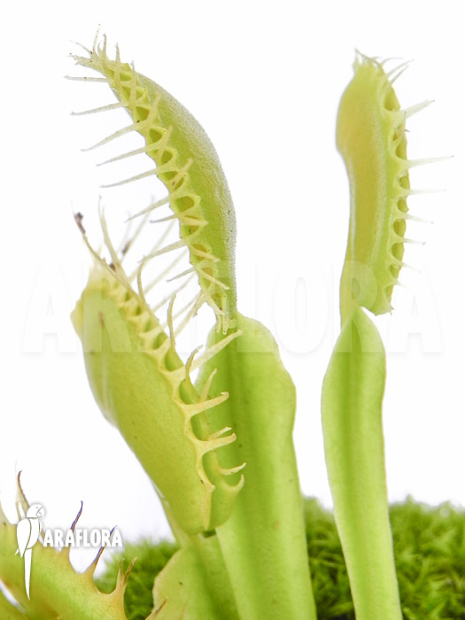 Dionaea muscipula ‚No meat‘