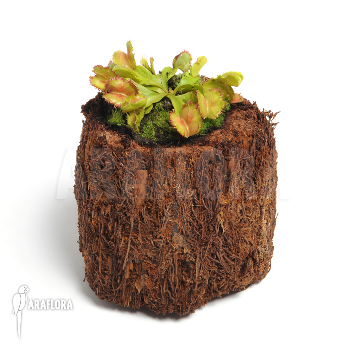 Dionaea muscipula ‚No dentist‘