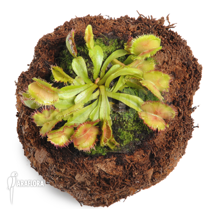 Dionaea muscipula ‚No dentist‘