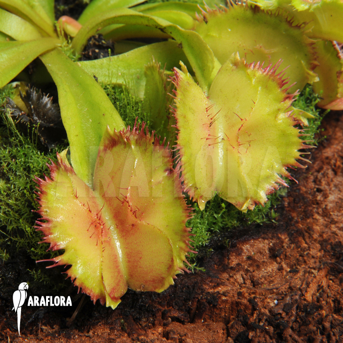 Dionaea muscipula ‚No dentist‘