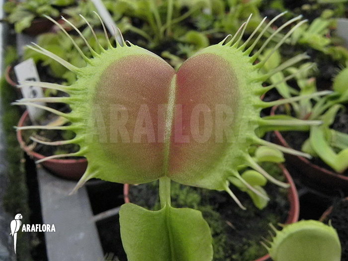 Dionaea muscipula ‚Opus Delight‘