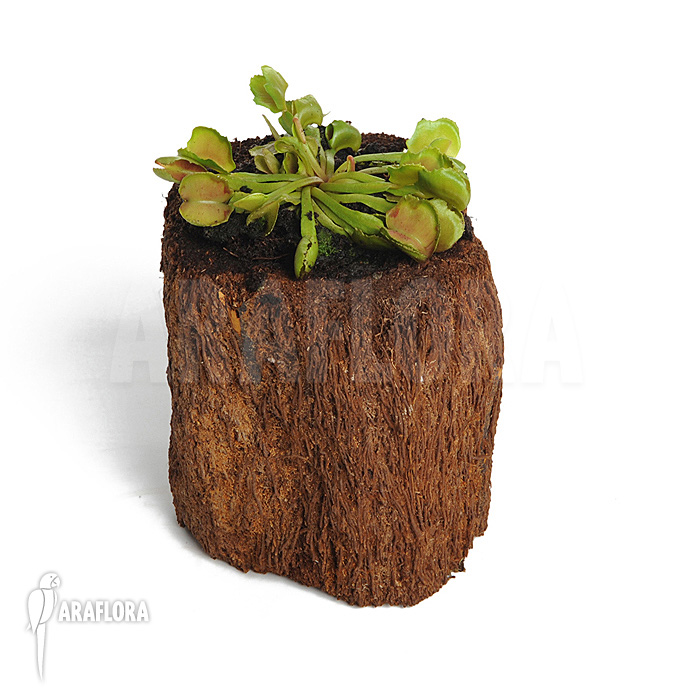 Dionaea muscipula ‚Pacman‘