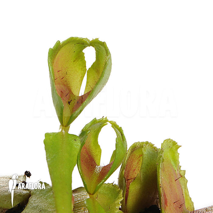 Dionaea muscipula ‚Pacman‘
