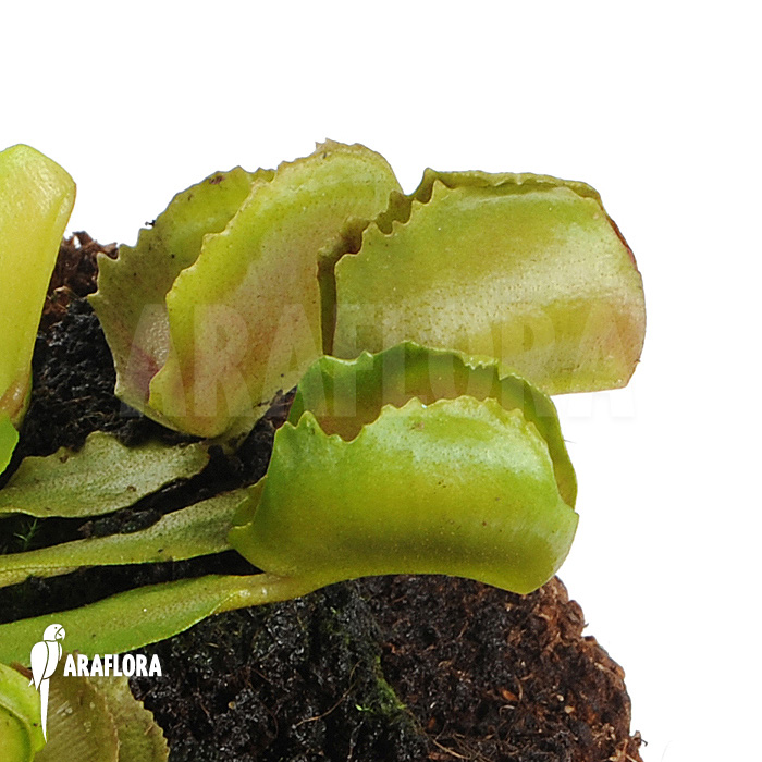 Dionaea muscipula ‚Pacman‘