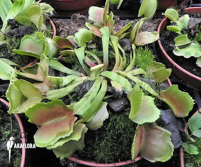 Dionaea muscipula ‚Pacman‘