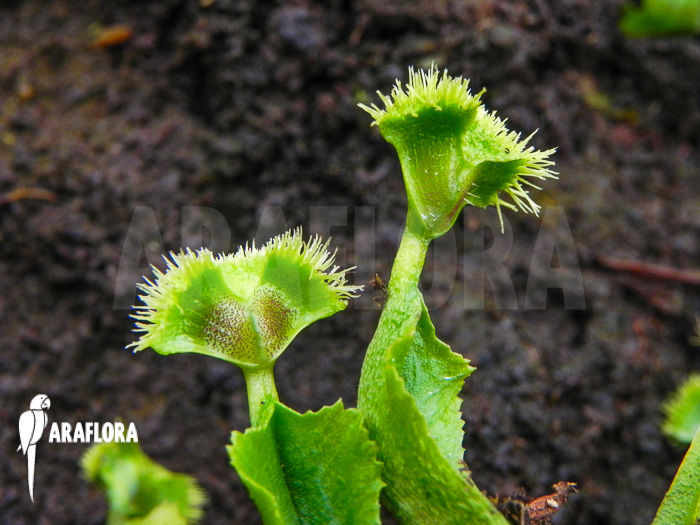 Dionaea muscipula Pincushion