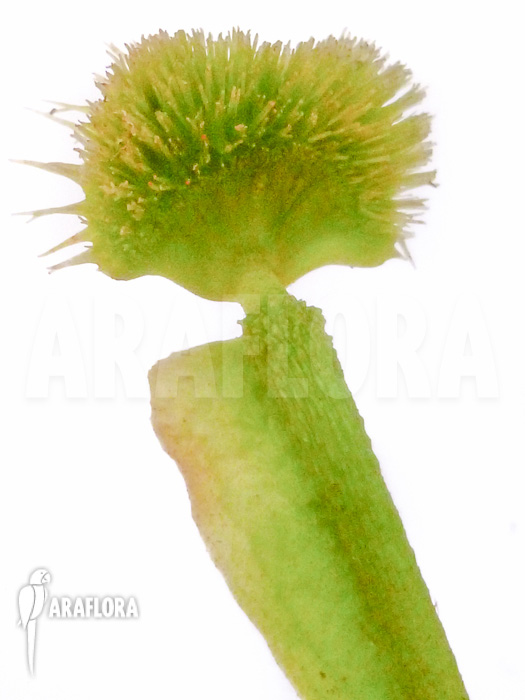 Dionaea muscipula Pincushion