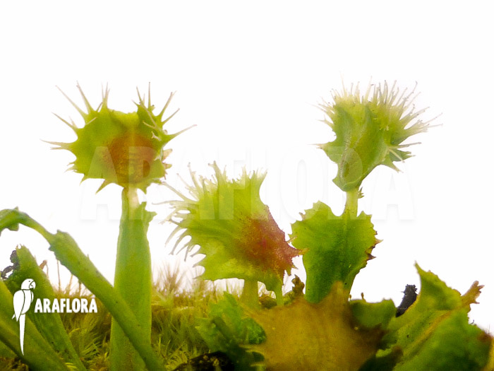 Dionaea muscipula ‚Pincushion‘ ‚XL‘