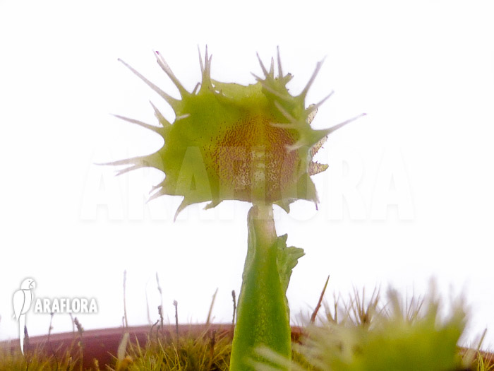 Dionaea muscipula ‚Pincushion‘ ‚XL‘