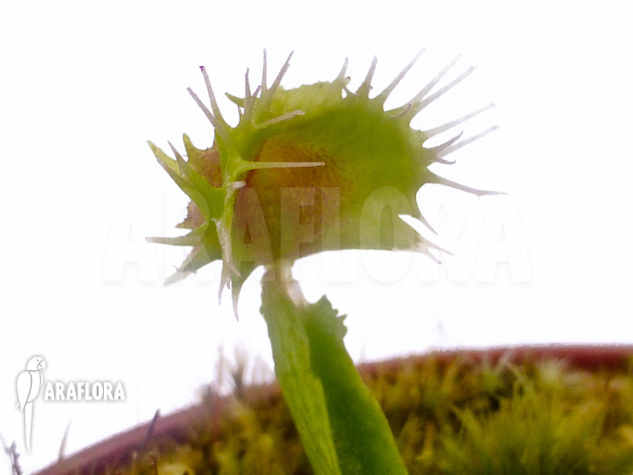 Dionaea muscipula ‚Pincushion‘ ‚XL‘