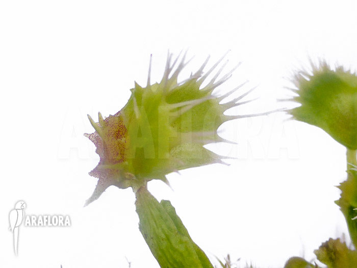 Dionaea muscipula ‚Pincushion‘ ‚XL‘