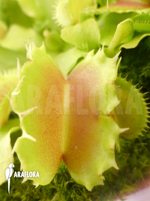 Dionaea muscipula ‚Pluto‘